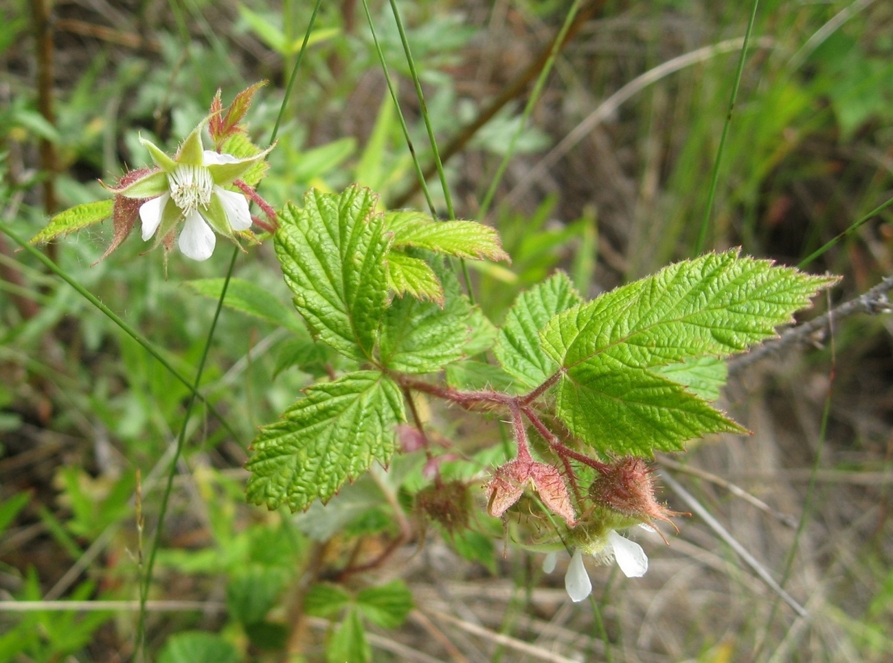 Image of Rubus matsumuranus specimen.