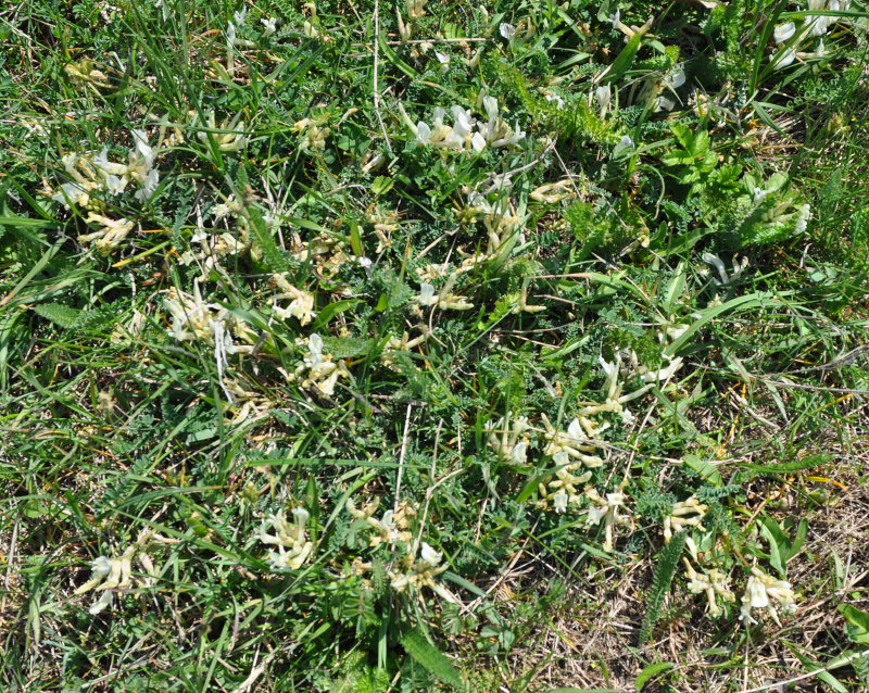 Изображение особи Astragalus polygala.