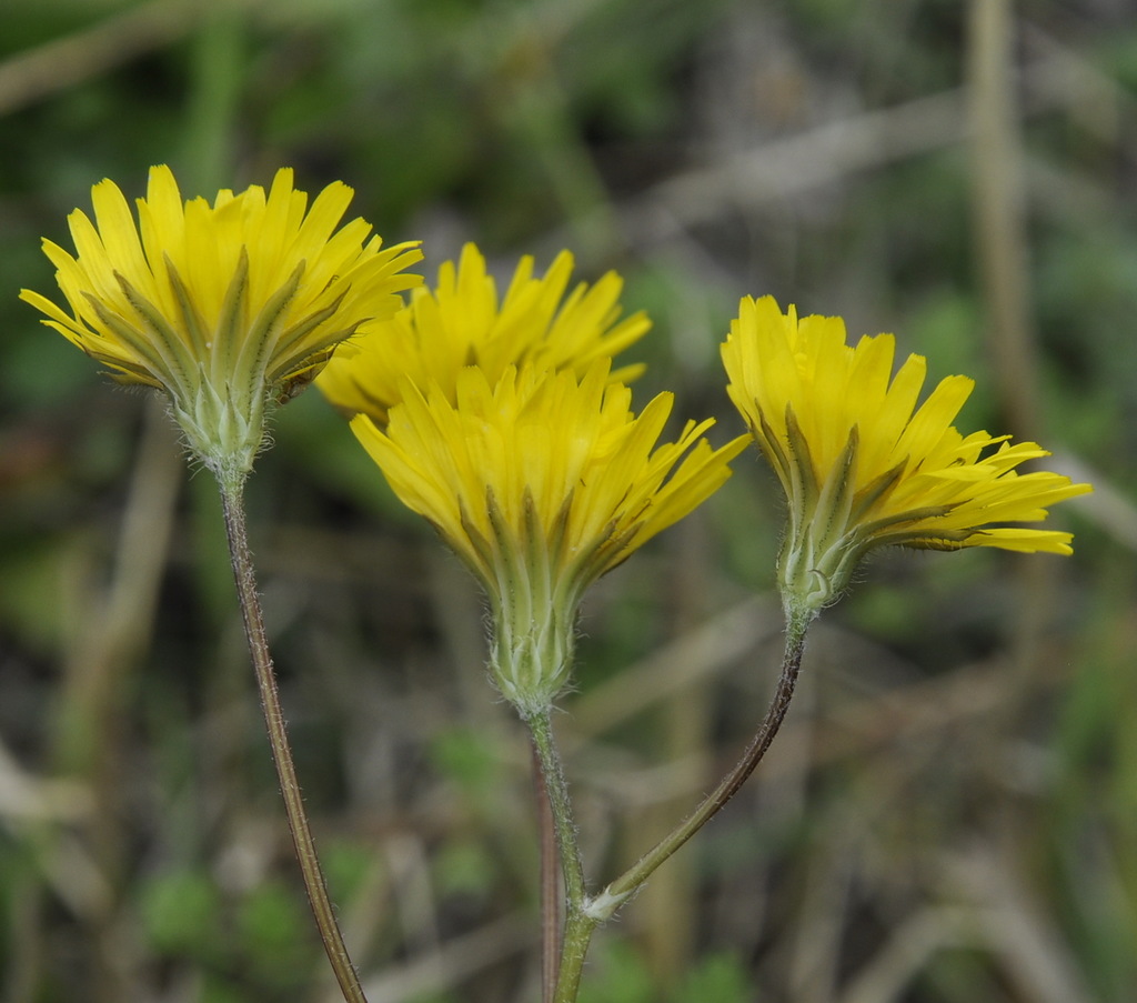 Image of Lagoseris sancta specimen.