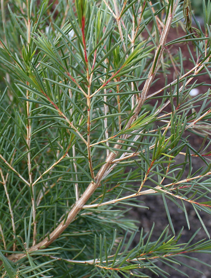 Image of Chamelaucium uncinatum specimen.