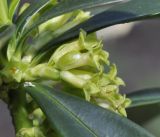 Daphne laureola