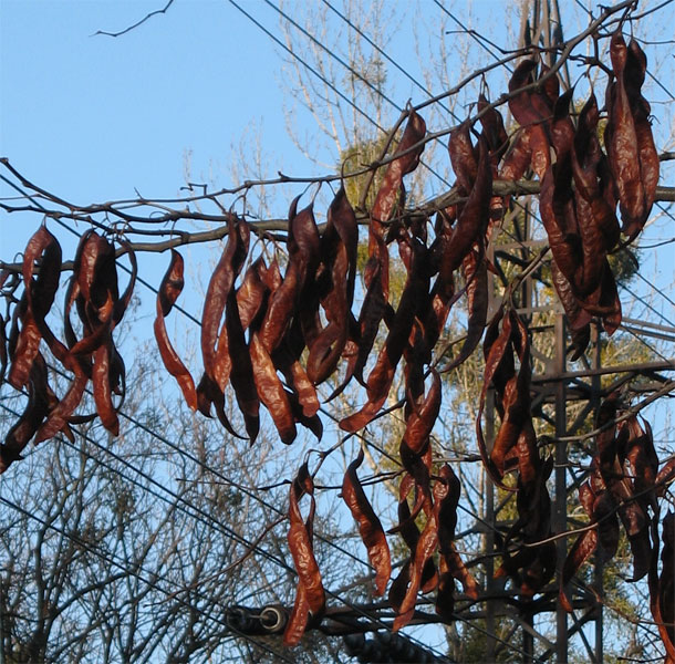 Изображение особи Gleditsia triacanthos.