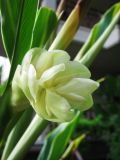 Hedychium coronarium. Раскрывающееся соцветие. Таиланд, провинция Краби, курорт Ао Нанг. 11.12.2013.