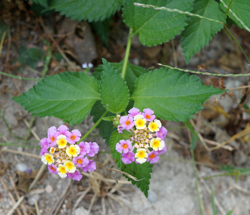 Изображение особи Lantana camara.