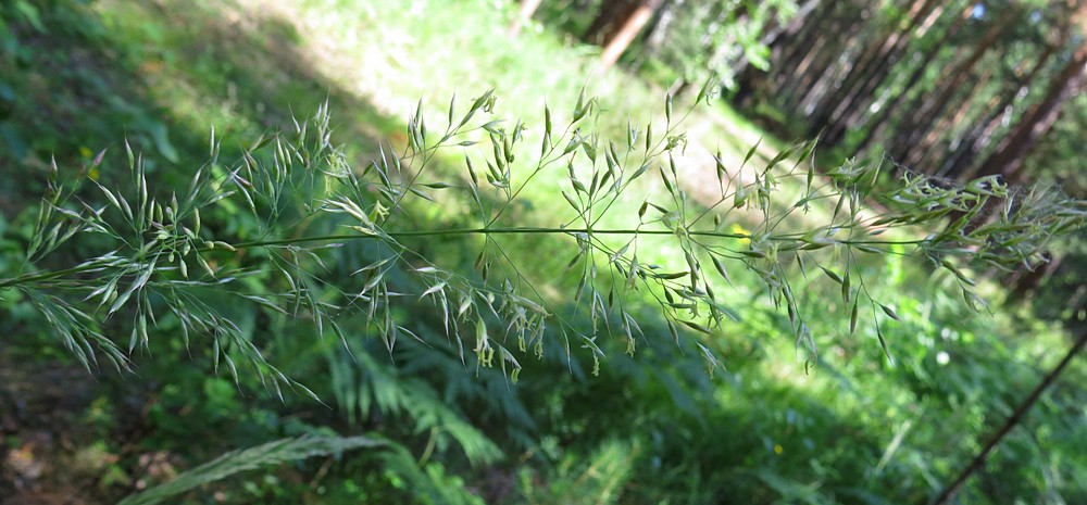 Изображение особи Calamagrostis arundinacea.