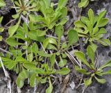 Globularia cordifolia