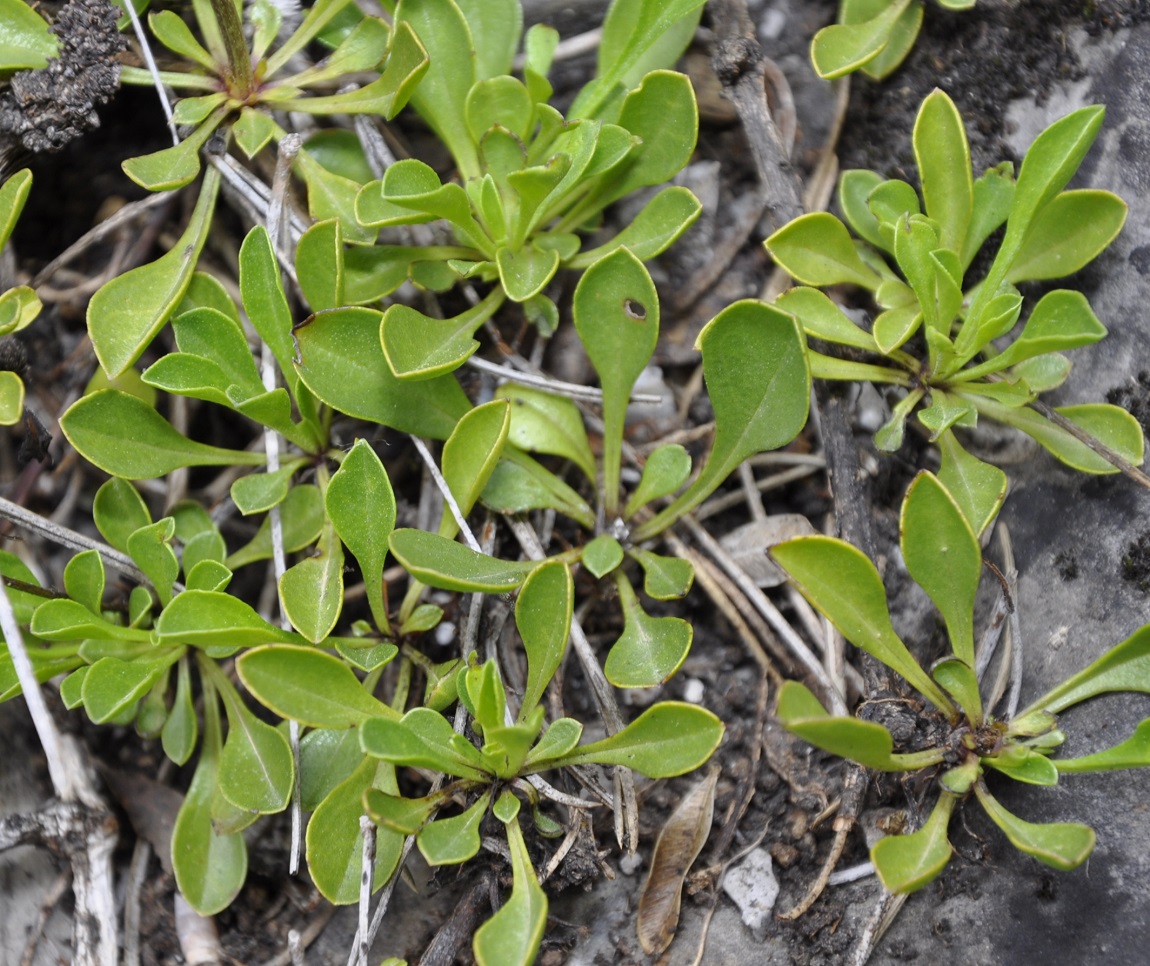 Image of Globularia cordifolia specimen.