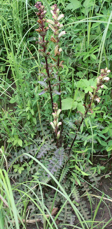 Image of Pedicularis sceptrum-carolinum specimen.