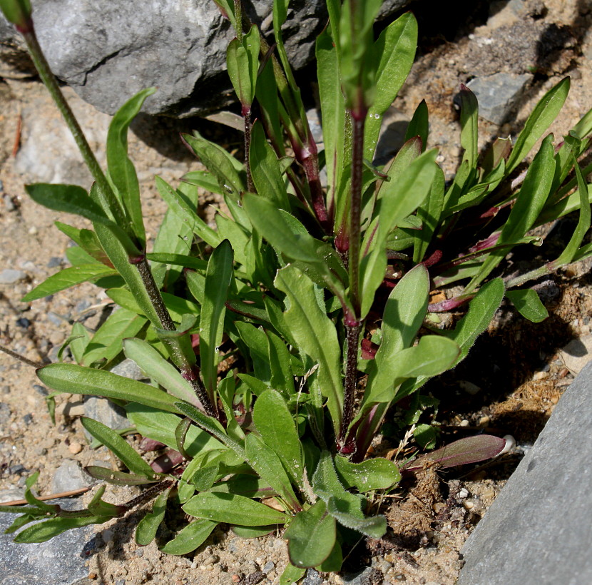 Image of Coccyganthe flos-cuculi specimen.