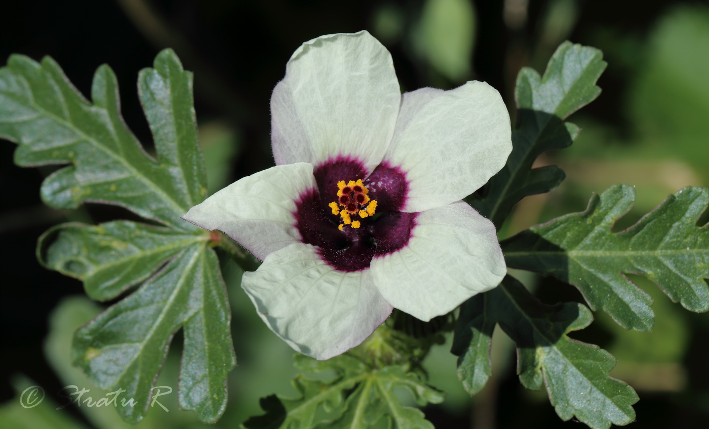 Image of Hibiscus trionum specimen.