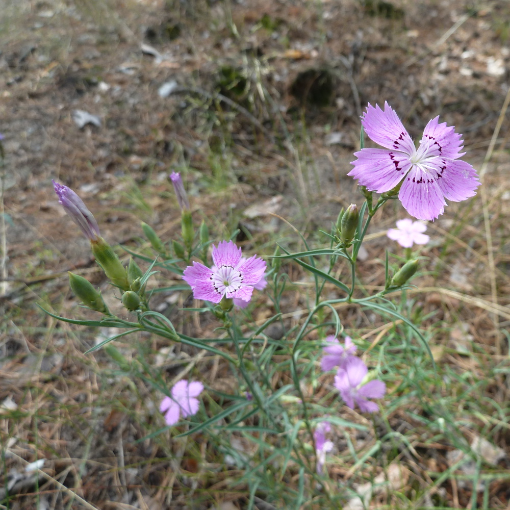 Image of Dianthus versicolor specimen.