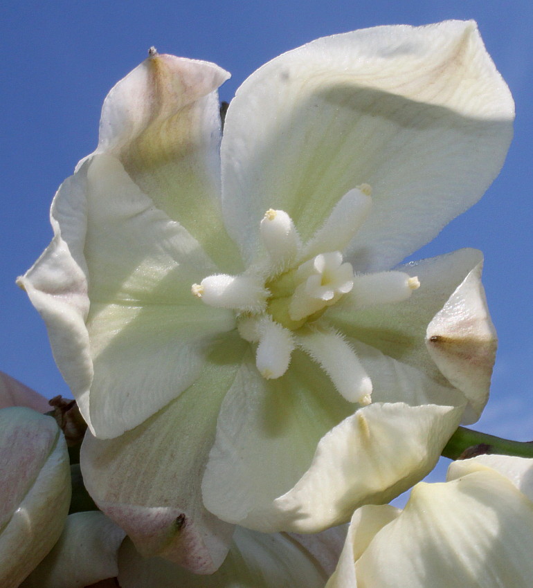 Изображение особи Yucca filamentosa.