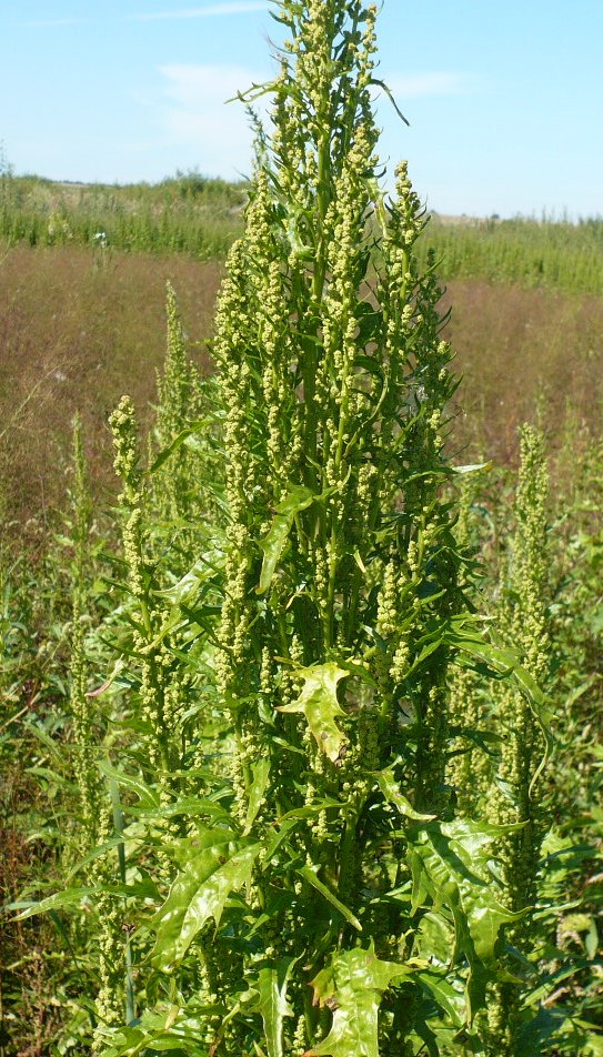 Image of Oxybasis rubra specimen.