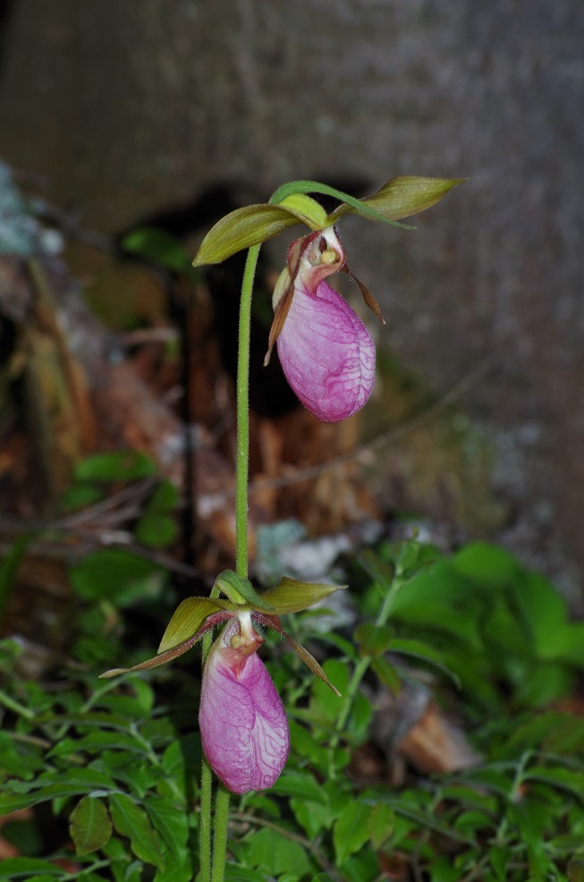 Image of Cypripedium acaule specimen.