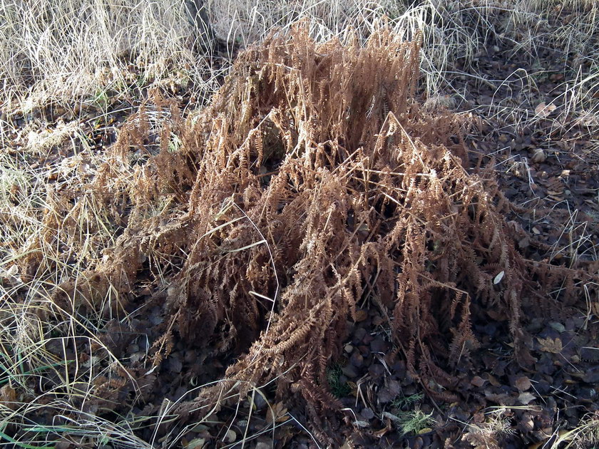 Изображение особи Athyrium filix-femina.