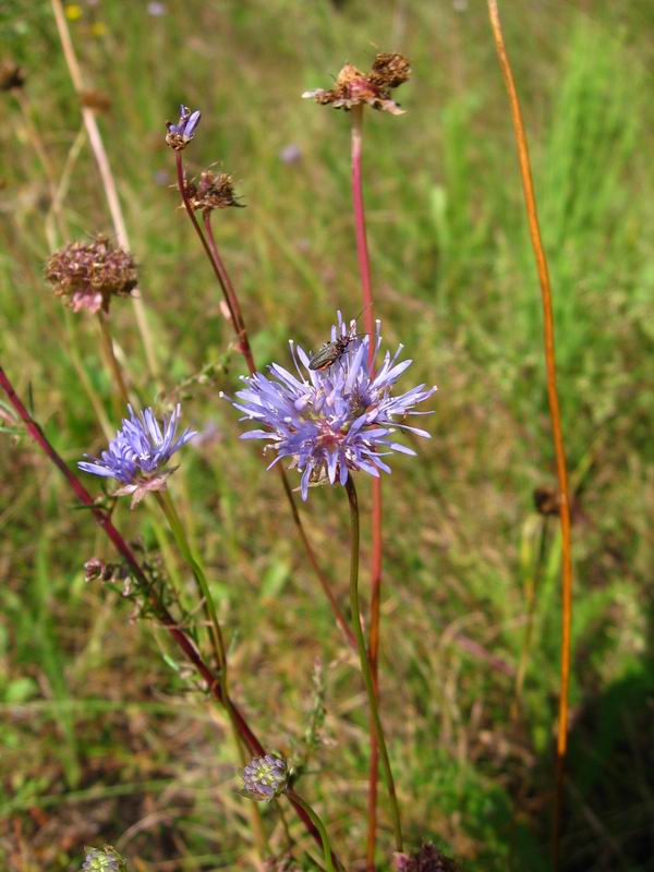 Image of Jasione montana specimen.