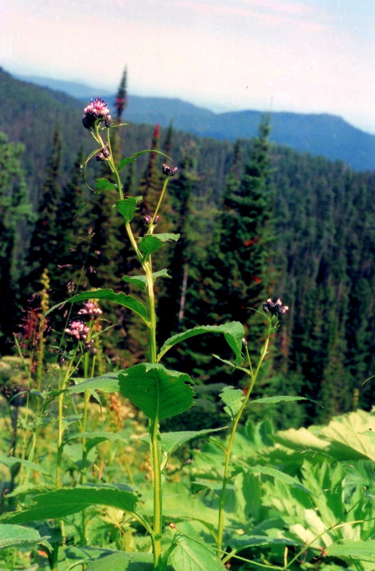 Image of Saussurea latifolia specimen.