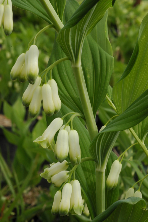 Image of Polygonatum multiflorum specimen.