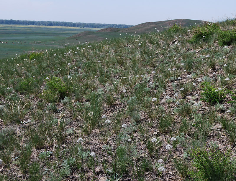 Image of Allium tulipifolium specimen.