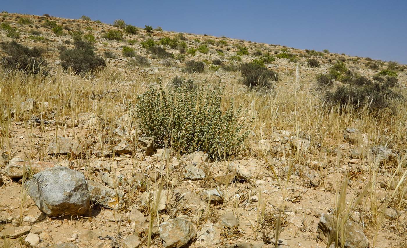 Image of Bassia arabica specimen.