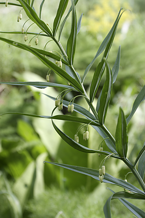 Image of Polygonatum sewerzowii specimen.