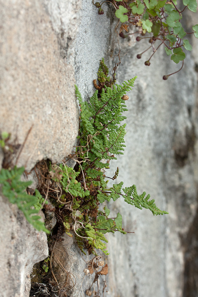 Image of Oeosporangium acrosticum specimen.