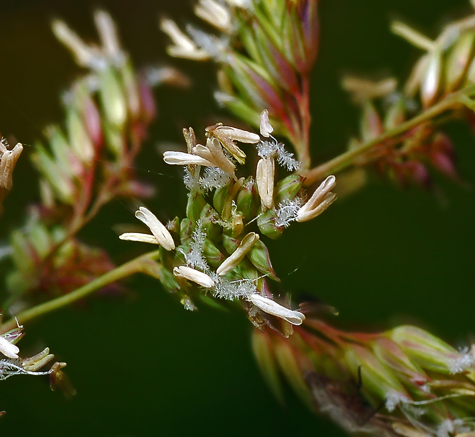 Image of Phalaroides arundinacea specimen.