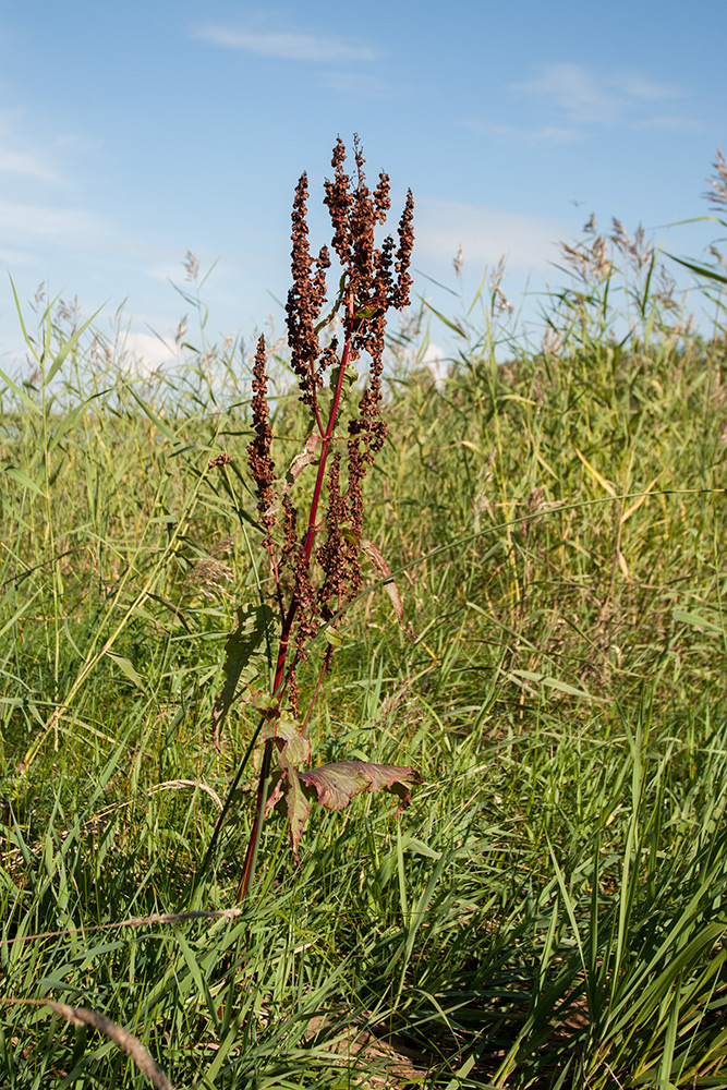 Image of Rumex aquaticus specimen.