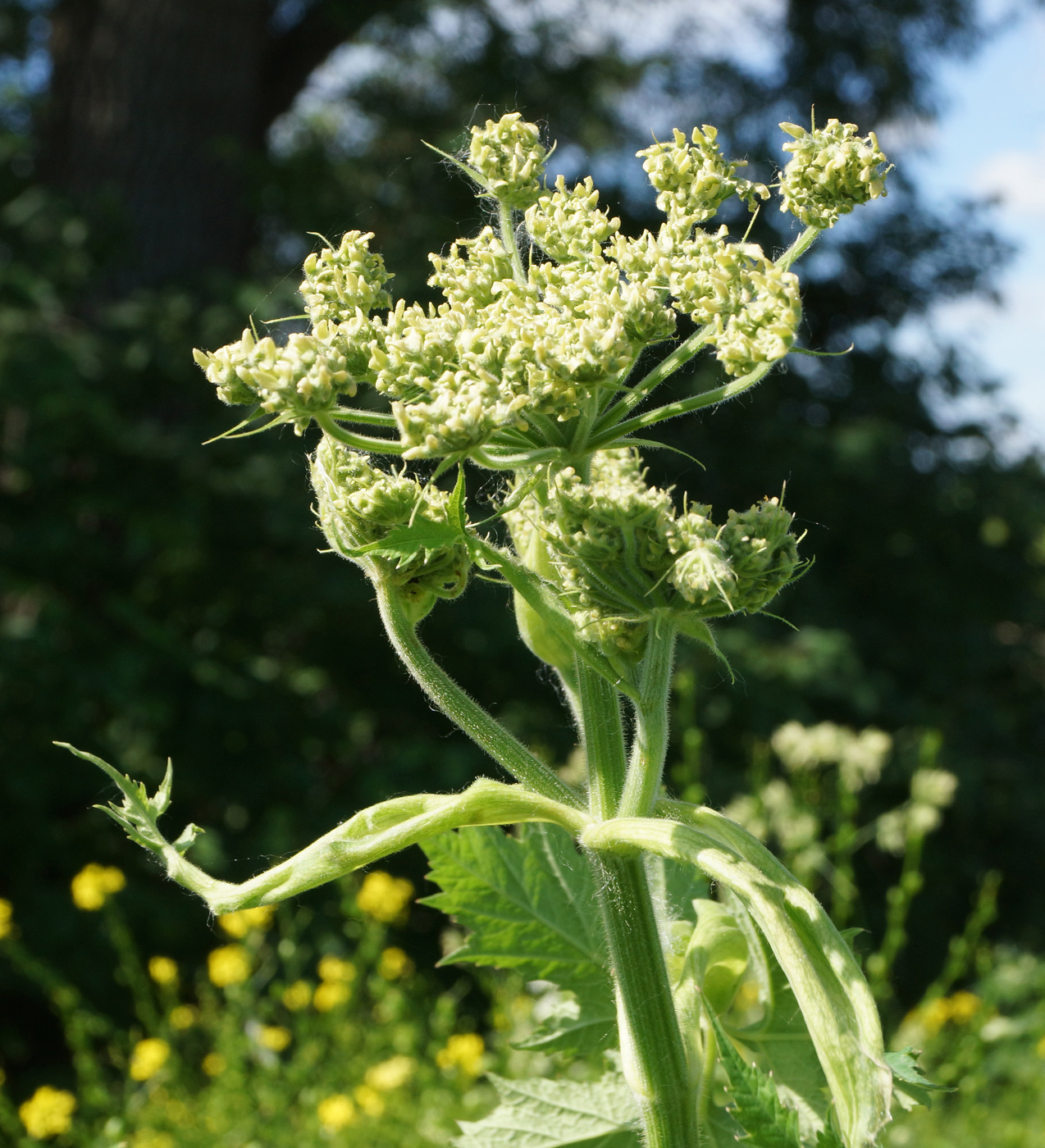 Изображение особи Heracleum dissectum.