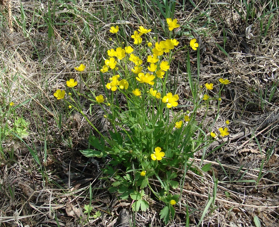 Image of Ranunculus propinquus specimen.