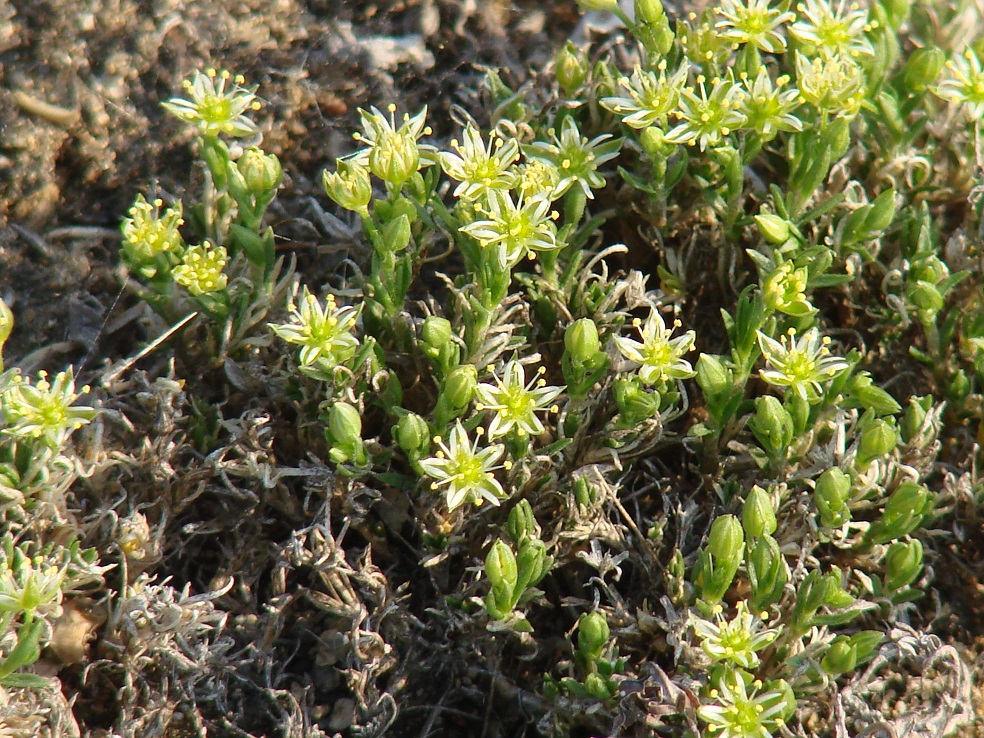 Изображение особи Adenonema cherleriae.