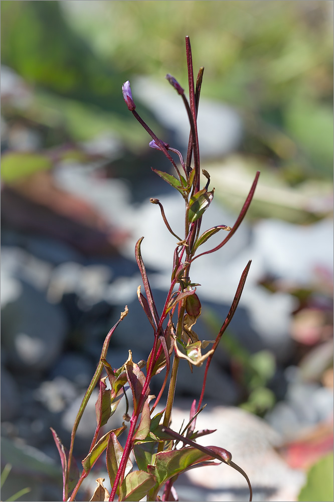 Image of Epilobium hornemannii specimen.