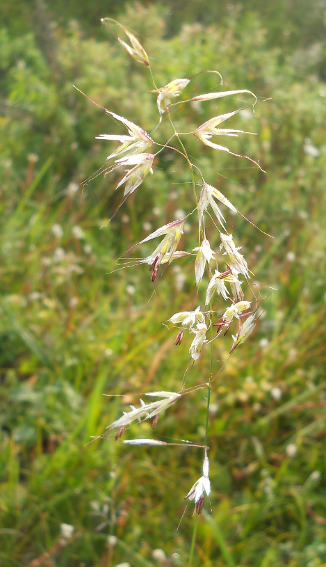 Image of Helictotrichon pubescens specimen.