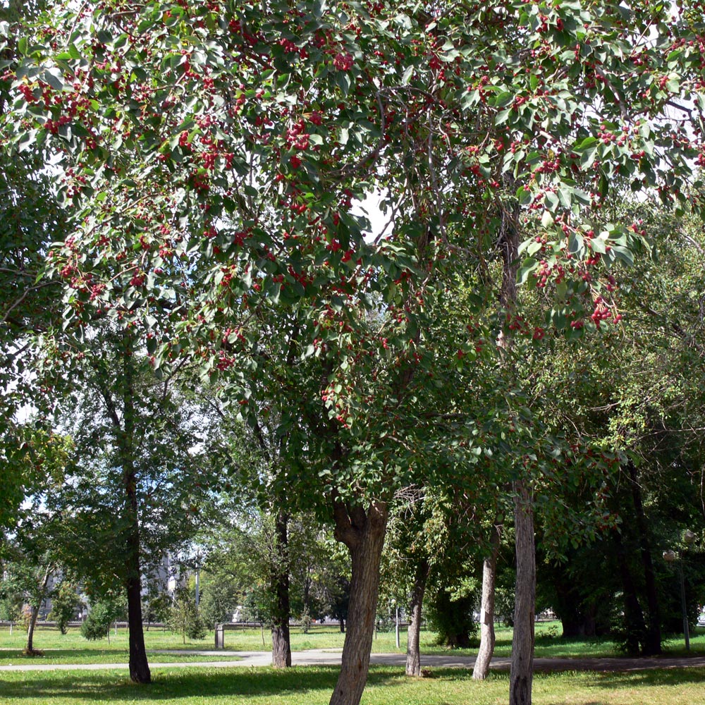 Image of Malus baccata specimen.