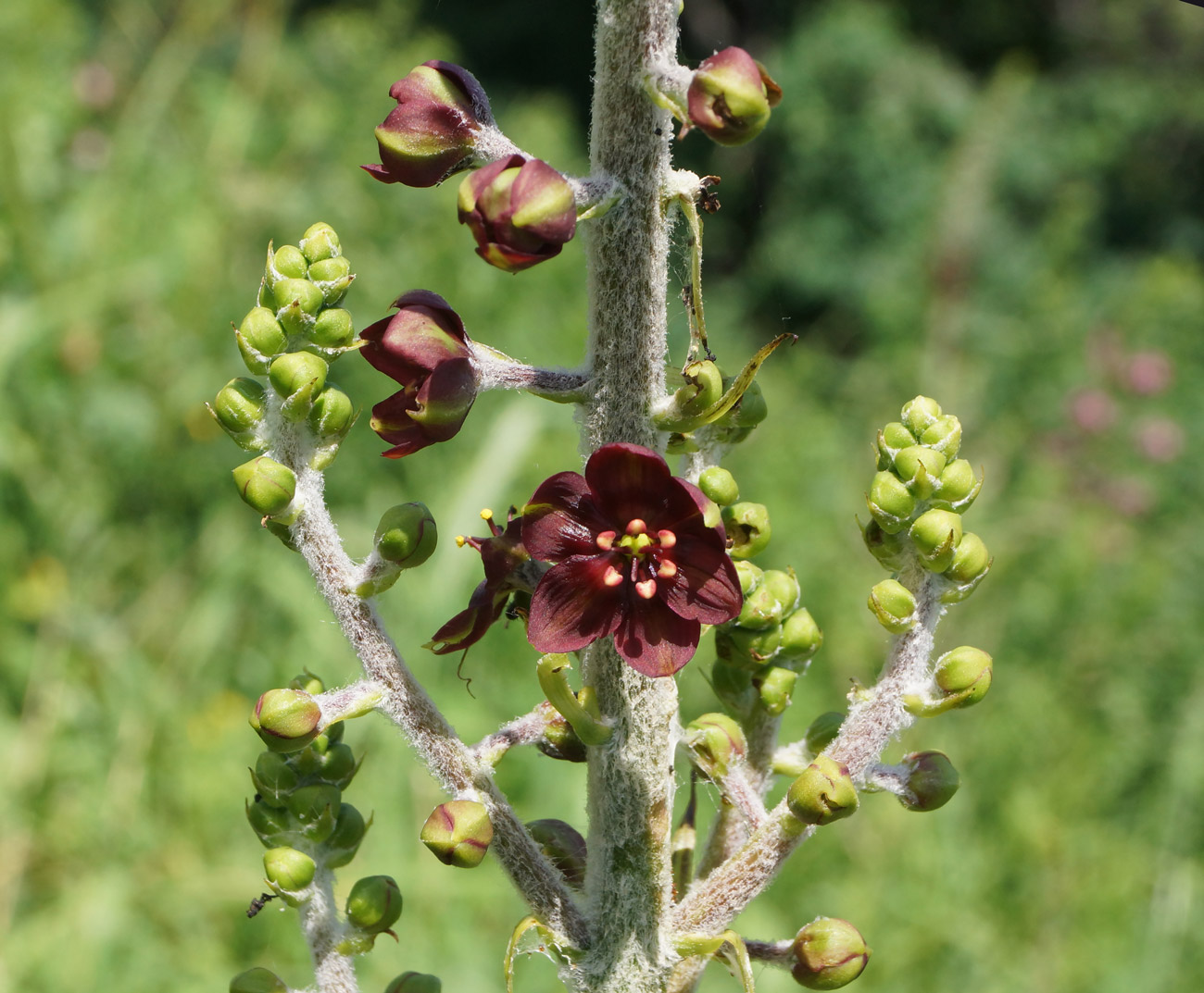 Image of Veratrum nigrum specimen.