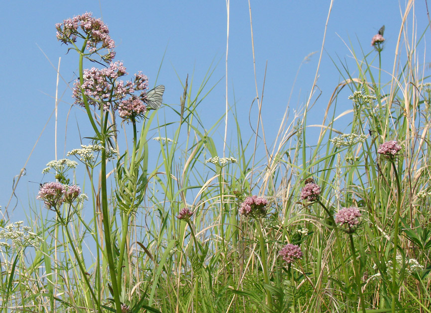 Изображение особи Valeriana alternifolia.