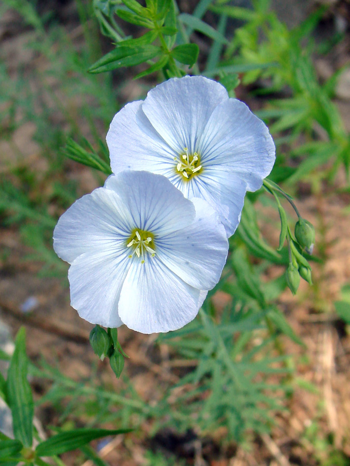 Image of Linum komarovii specimen.