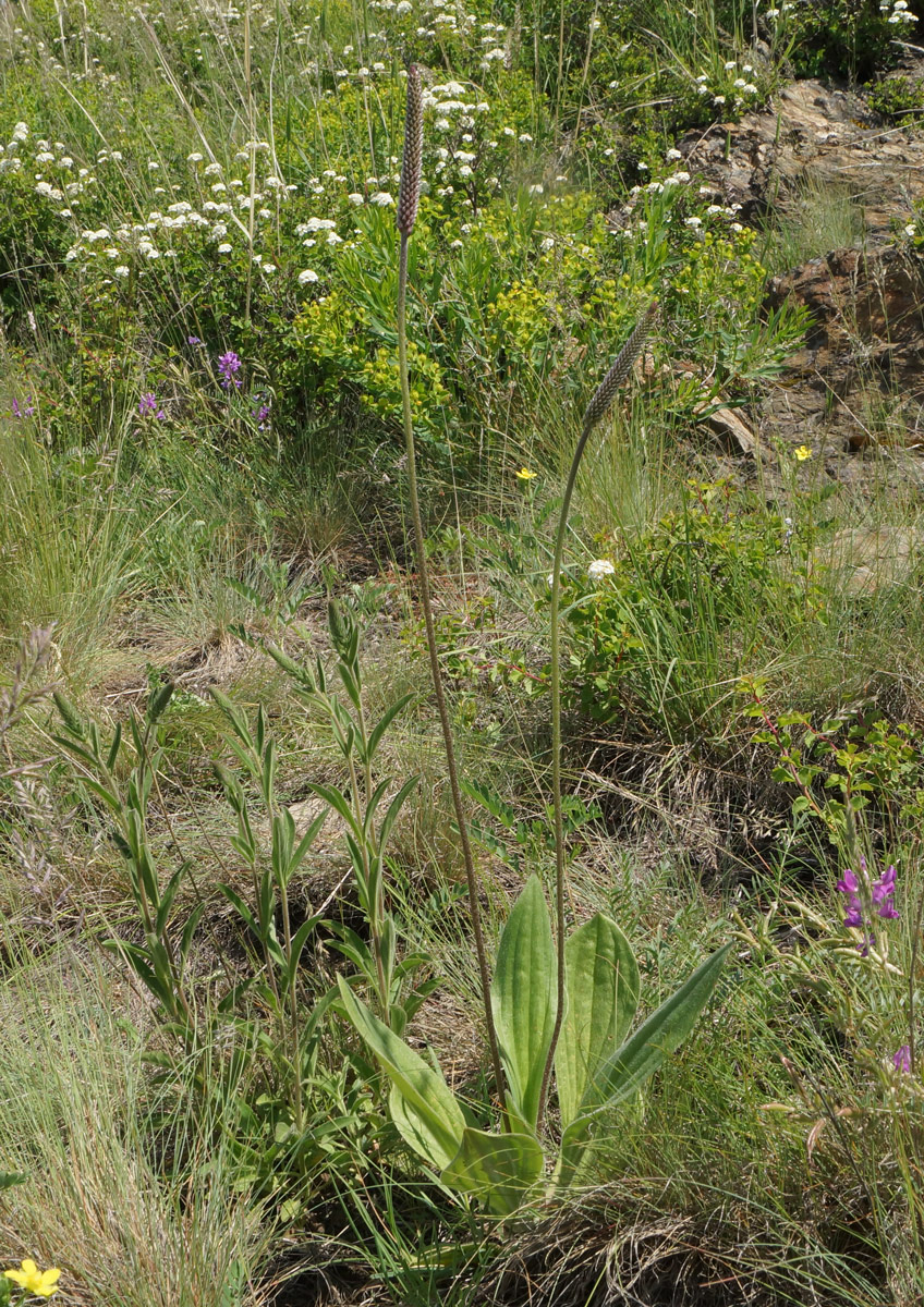 Image of Plantago urvillei specimen.