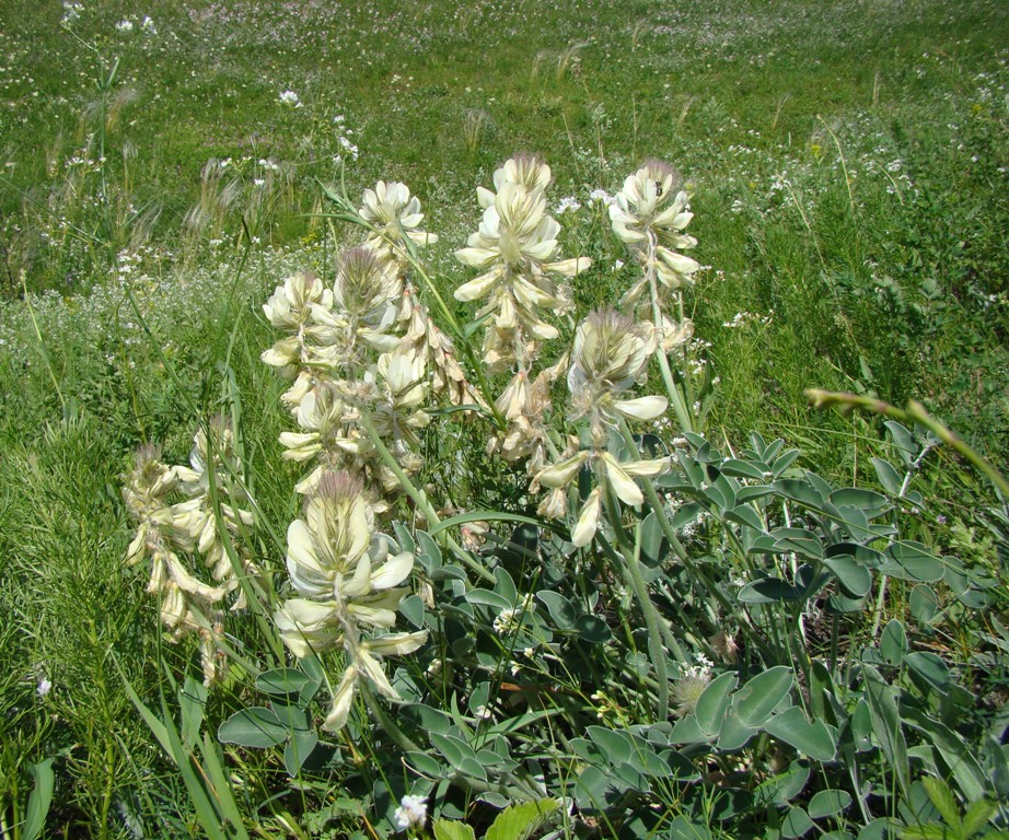 Image of Hedysarum grandiflorum specimen.