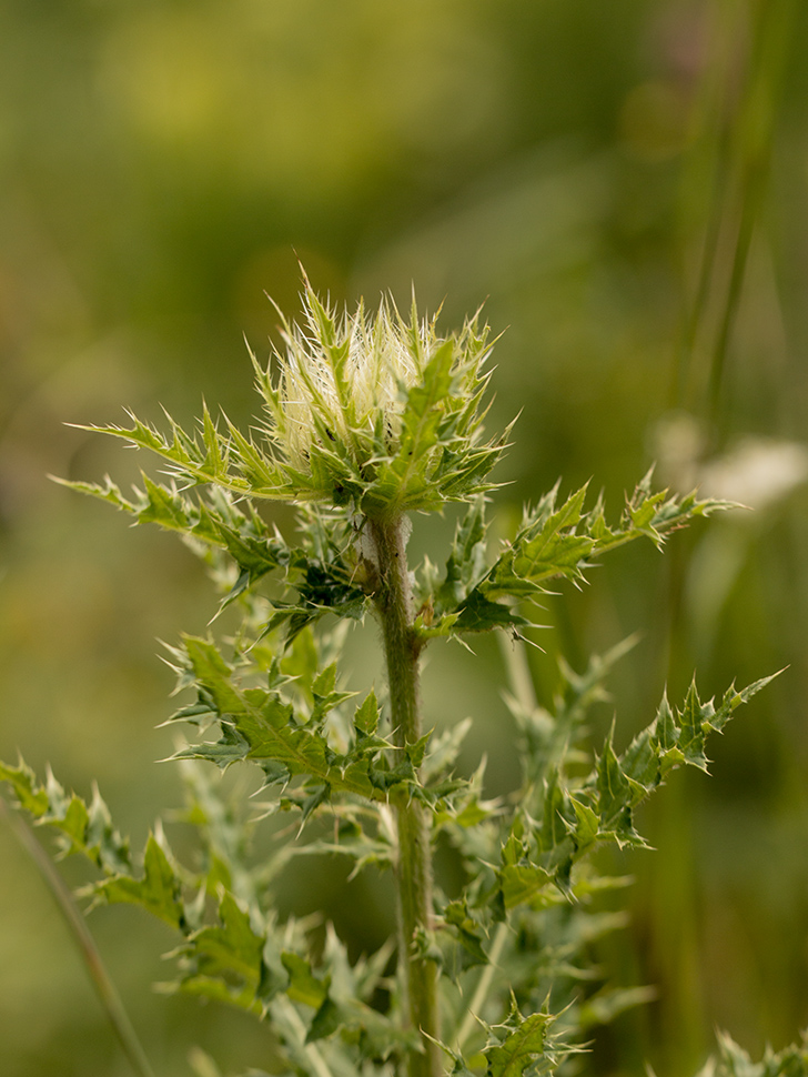 Изображение особи Cirsium obvallatum.