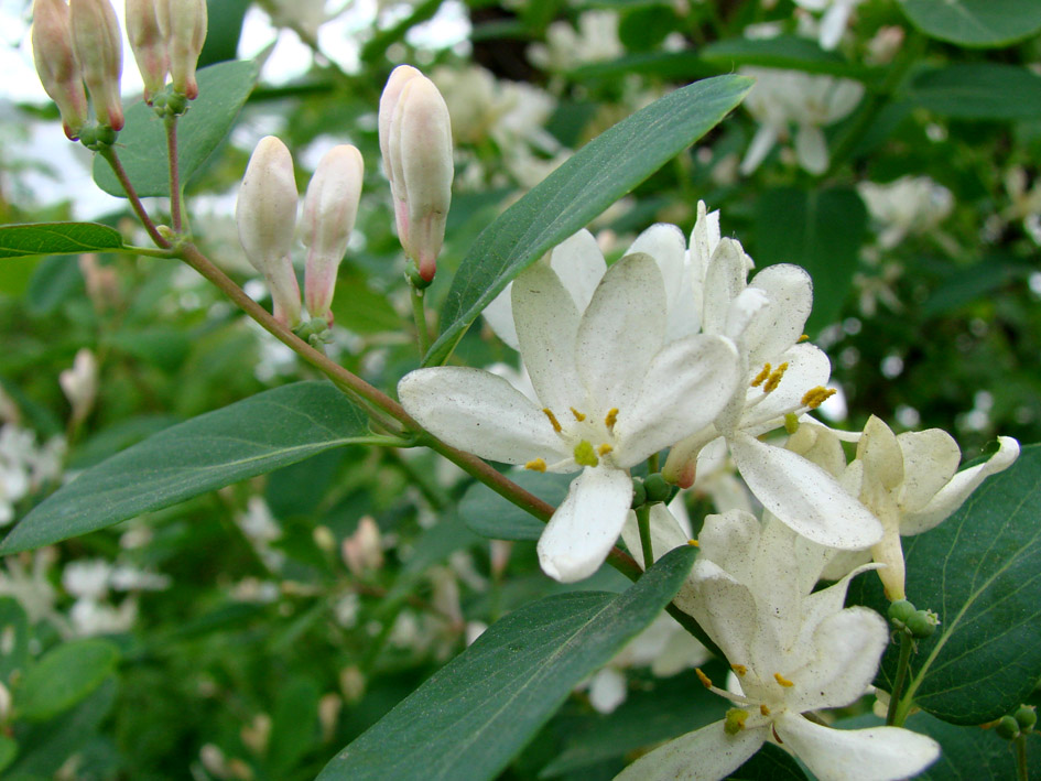 Image of Lonicera tatarica specimen.