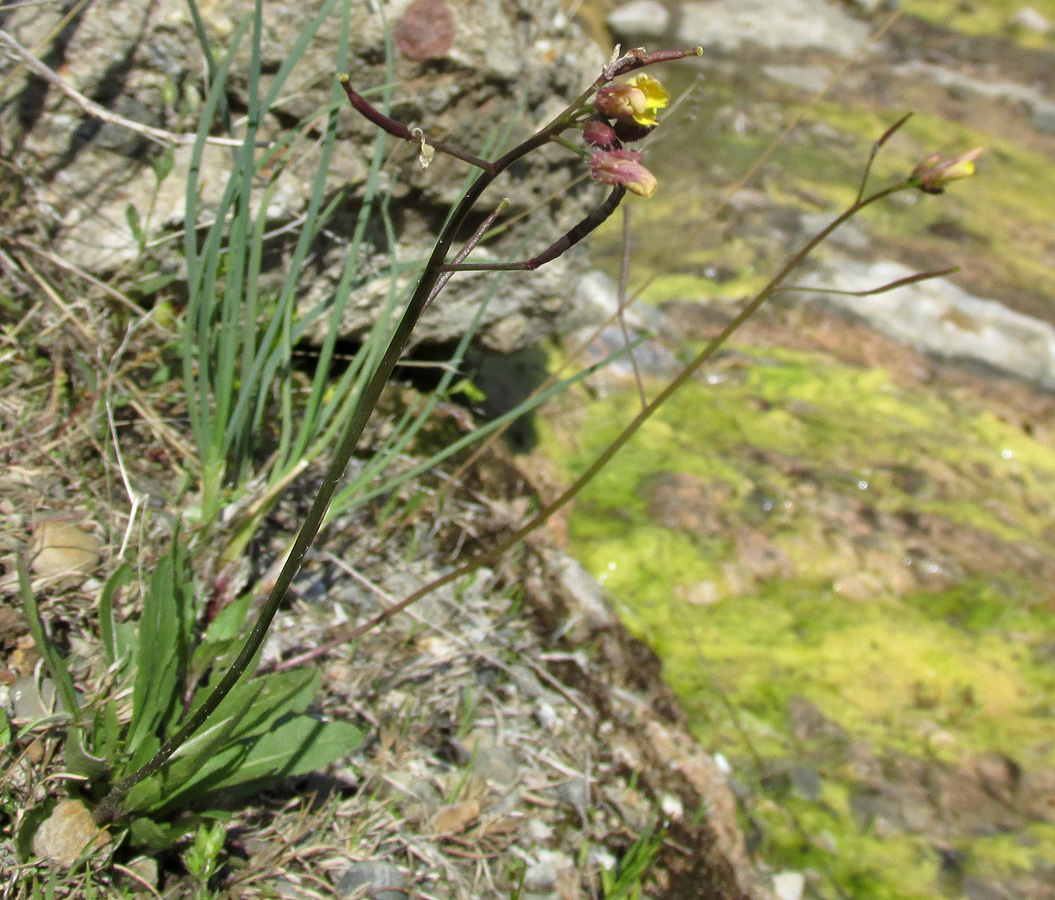 Image of Diplotaxis muralis specimen.