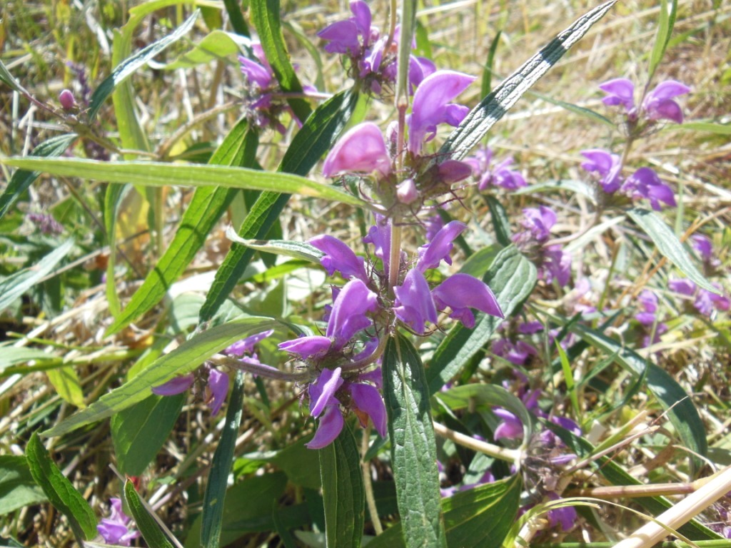 Image of Phlomis pungens specimen.