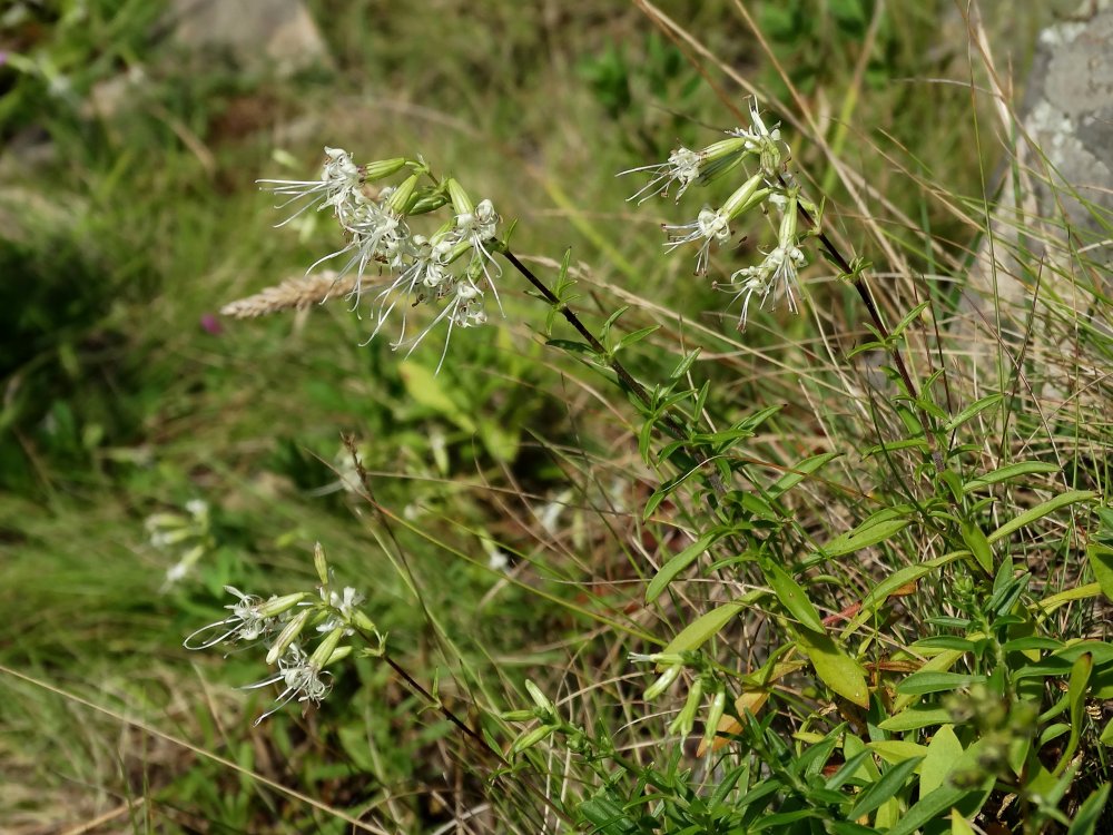 Изображение особи Silene foliosa.