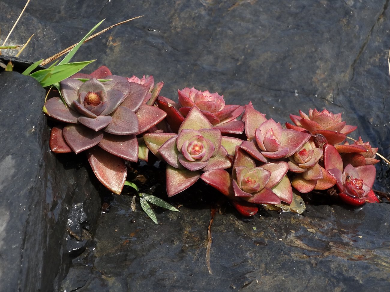 Image of Orostachys maximowiczii specimen.