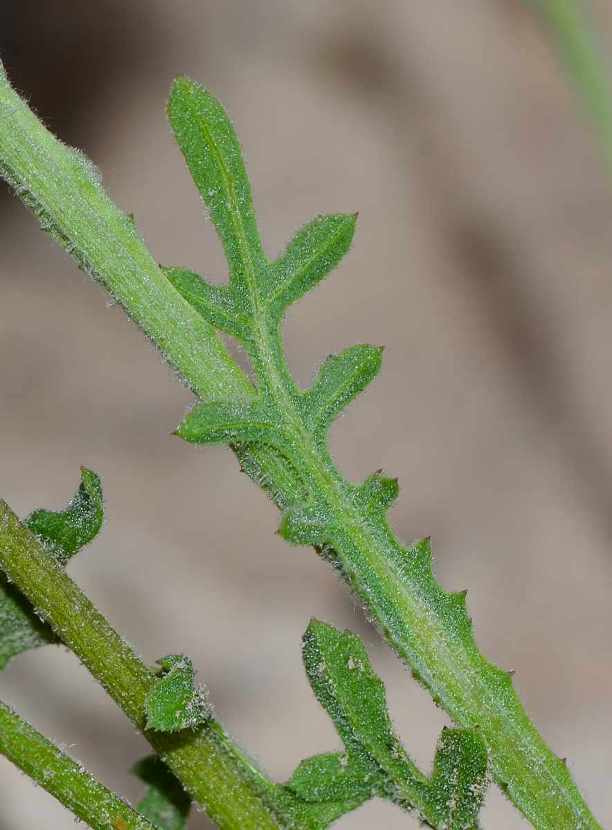 Image of Volutaria lippii specimen.