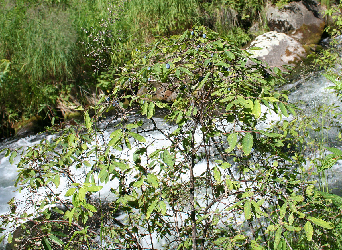 Image of Lonicera altaica specimen.