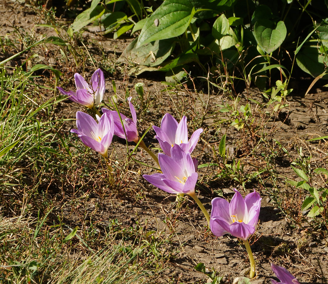 Image of Colchicum speciosum specimen.