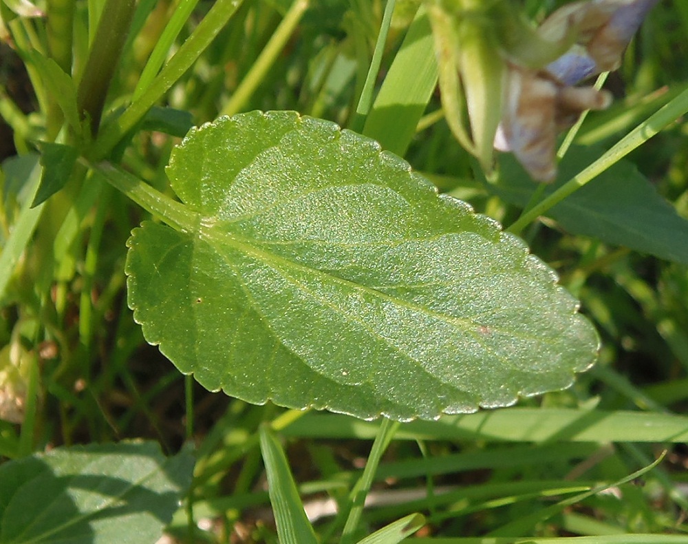 Image of Viola ruppii specimen.