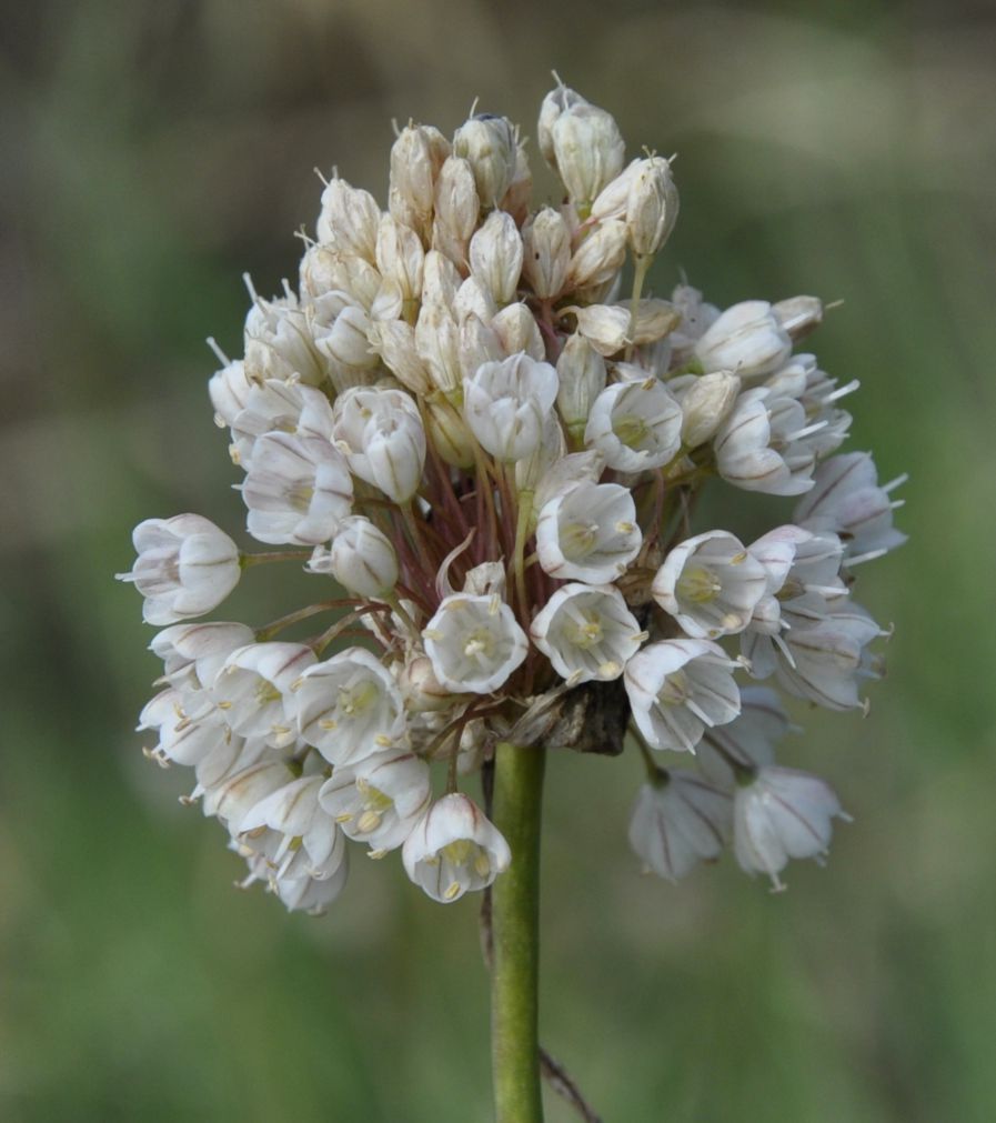 Image of genus Allium specimen.